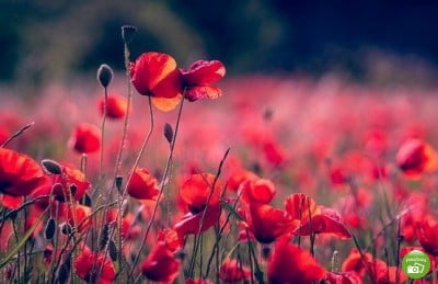 Arti warna merah Arti warna merah